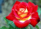 月季花图片