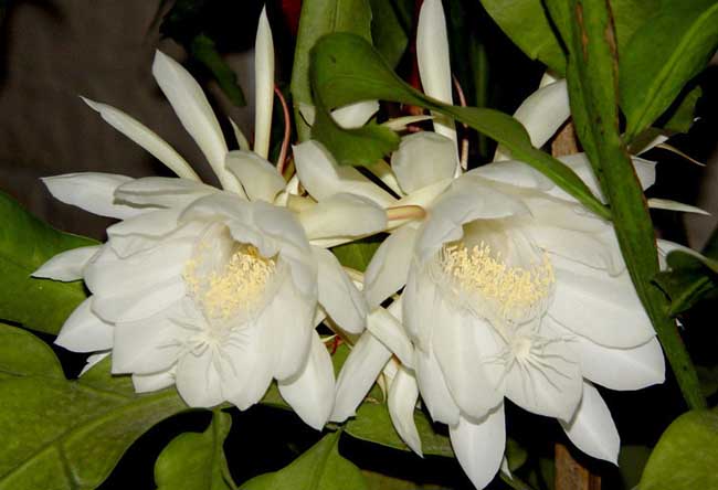 盛开的昙花