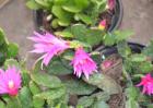 假昙花