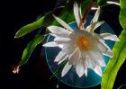 昙花的养殖方法