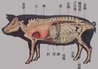 猪的生理解剖图