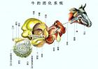 牛的生理解剖图