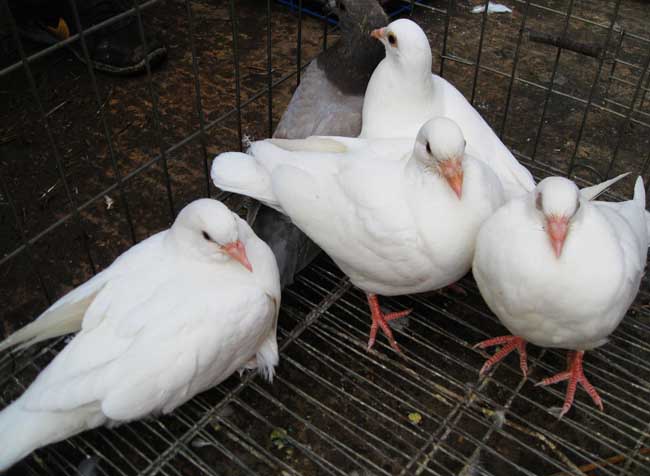 肉鸽如何才能提高成活率