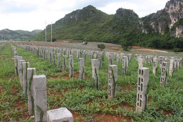 火龙果嫁接技术视频