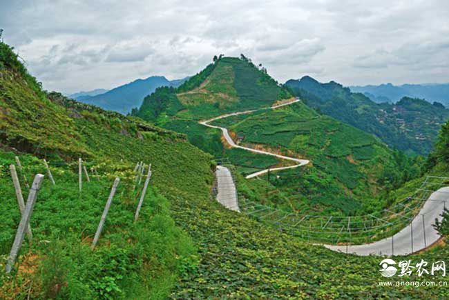 什么是山地农业？