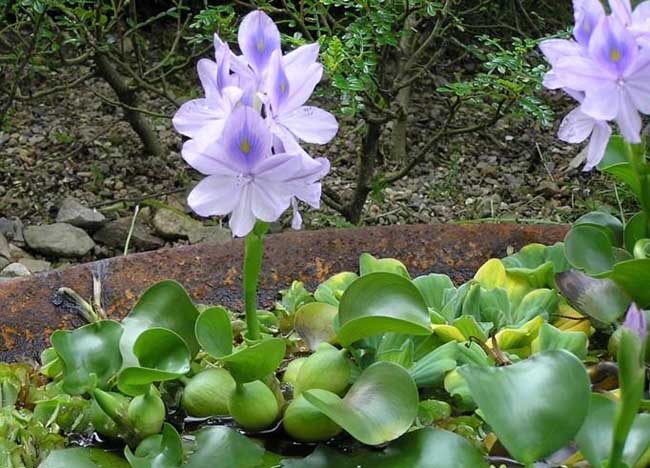 水葫芦的危害与防治方法