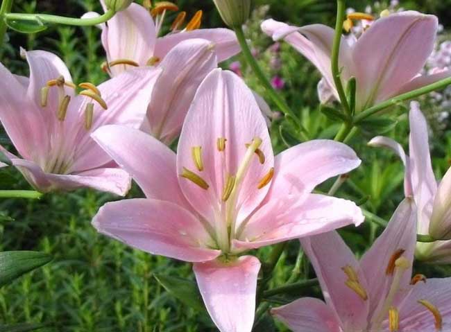 香水百合花语