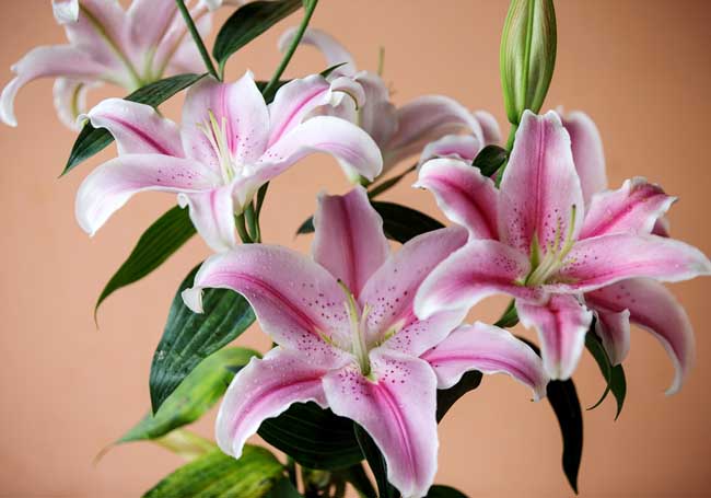 香水百合花语