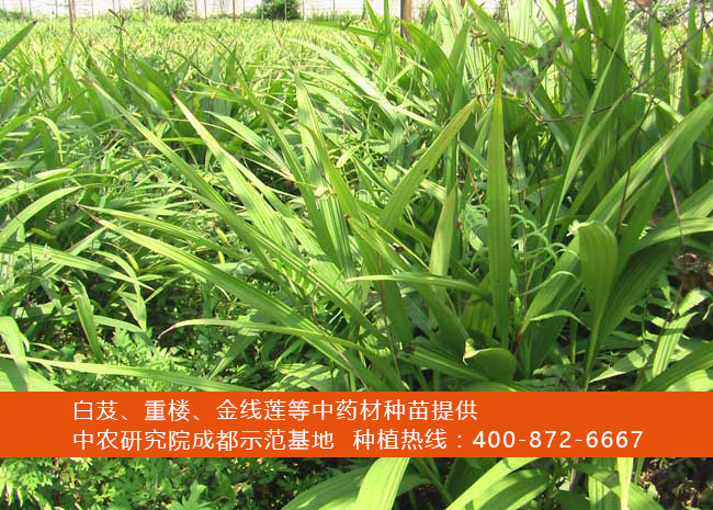 白芨
