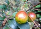 油茶树