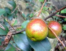 油茶树