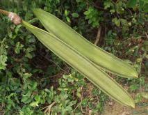 木蝴蝶