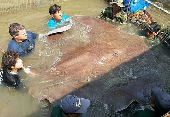 世界最大的淡水鱼