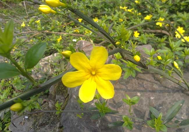 迎春花的特点