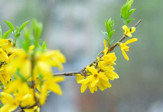 迎春花的特点