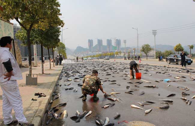 贵州万斤鲶鱼散落一地