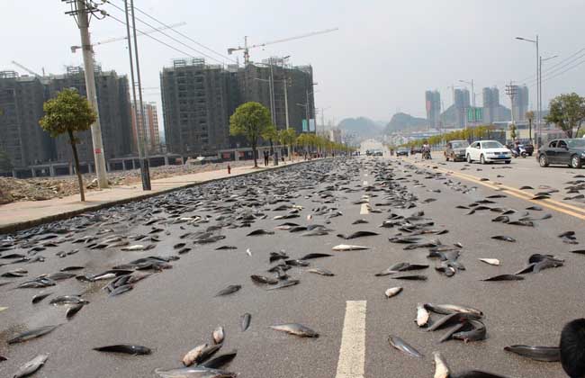 车上的鲶鱼散落公路沿线