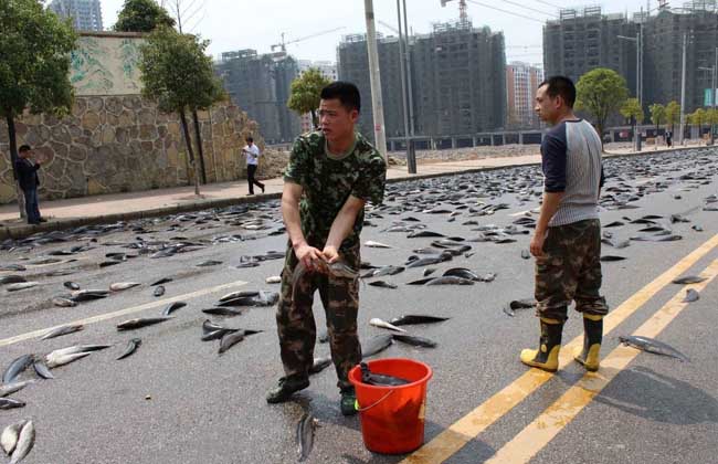 紧急捕捞鲶鱼现场