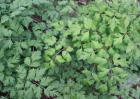 2017年种植什么药材最赚钱？