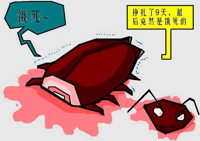 蟑螂为什么叫小强？