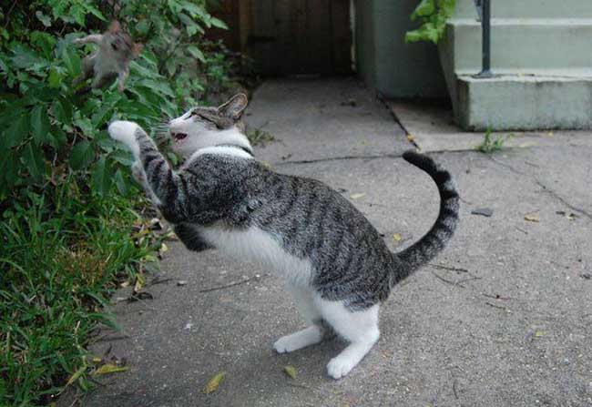 猫捉老鼠