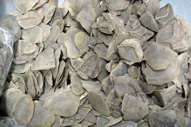 穿山甲的功效与作用及食用方法