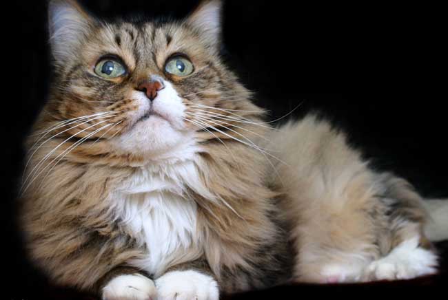 世界上最大的猫