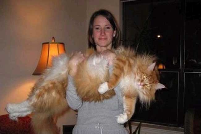 世界上最大的猫