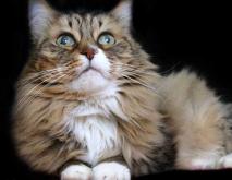 世界上最大的猫比狗大重达9.5公斤