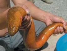 世界上最大的黄鳝长1.5米重36斤