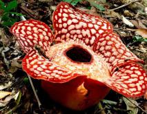 世界上最大的花直径1.4米重7公斤