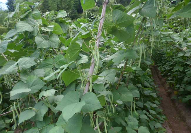 四季豆种植技术资料下载