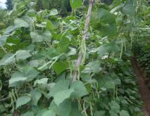 四季豆种植技术资料下载