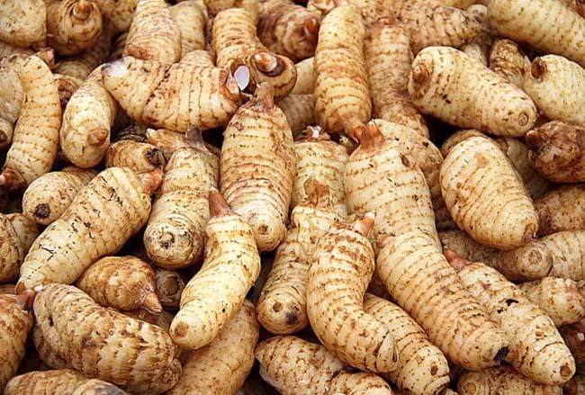 天麻种植技术视频及资料下载