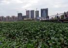 惠州水浮莲成灾两江变成“大草原”