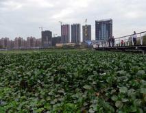 惠州水浮莲成灾两江变成“大草原”