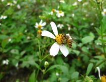 蜜蜂养殖技术资料下载