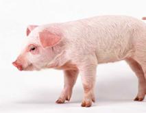 常见猪病防治技术资料下载