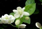 茉莉花