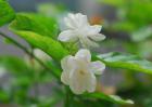 如何自制茉莉花肥？