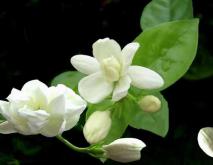 茉莉花