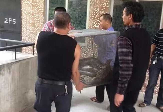东莞2米长巨蟒惊现公园