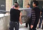 东莞2米长巨蟒惊现公园
