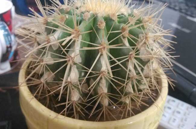 仙人球发黄的原因