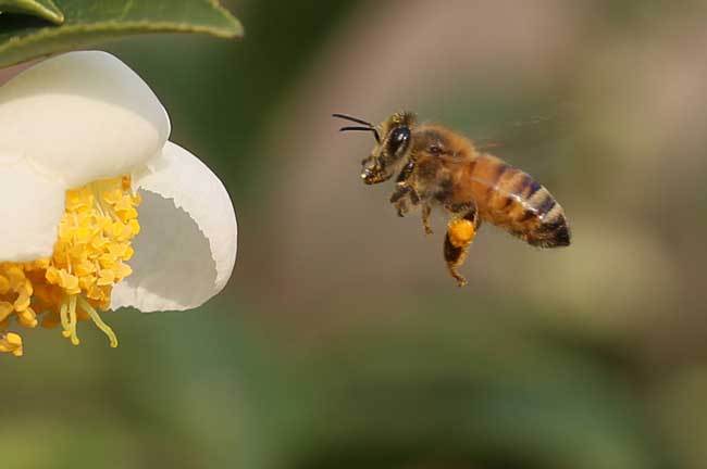 蜜蜂