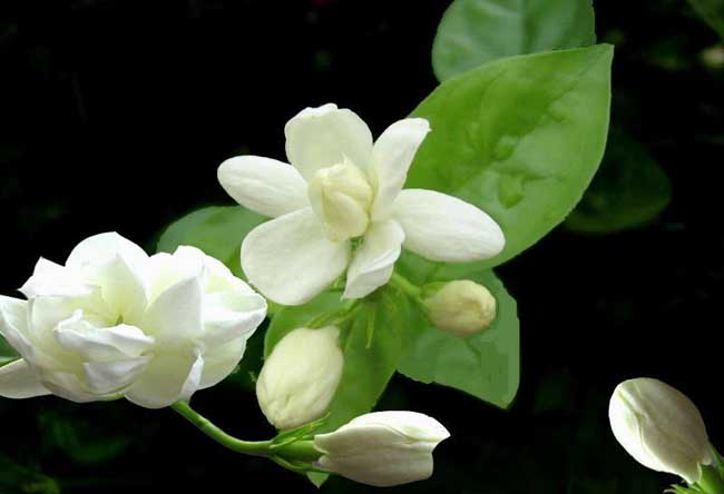 茉莉花养殖