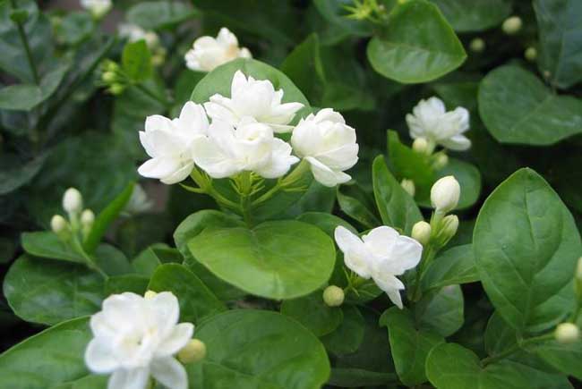 茉莉花养殖方法