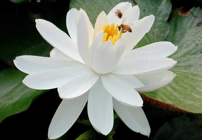 茉莉花养殖方法