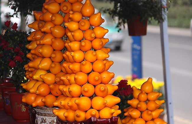 黄金果怎么养