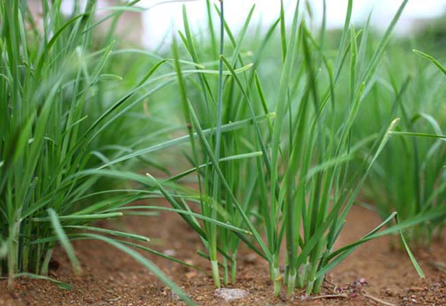 葱蒜韭菜类蔬菜种植的虫害防治技术
